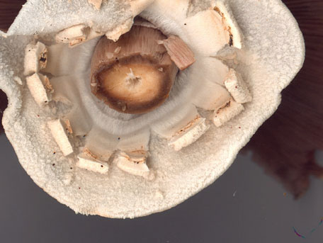 Giftchampinjon – Agaricus xanthoderma