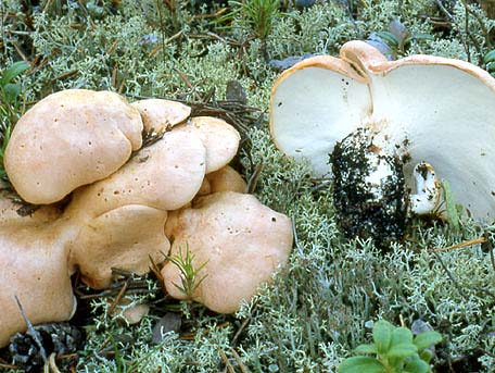 Brödticka – Albatrellus confluens