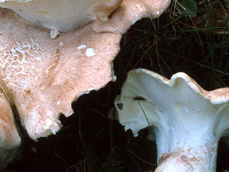 Fårticka – Albatrellus ovinus