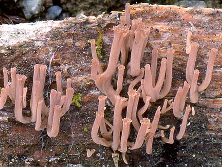 Liten kandelabersvamp – Artomyces cristatus