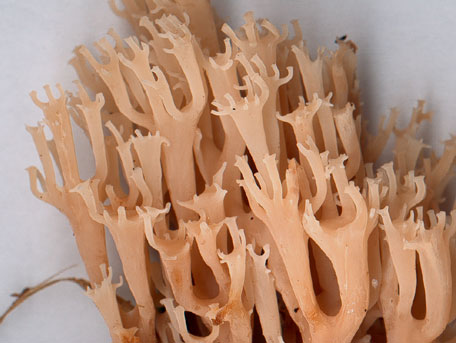 Kandelabersvamp – Artomyces pyxidatus
