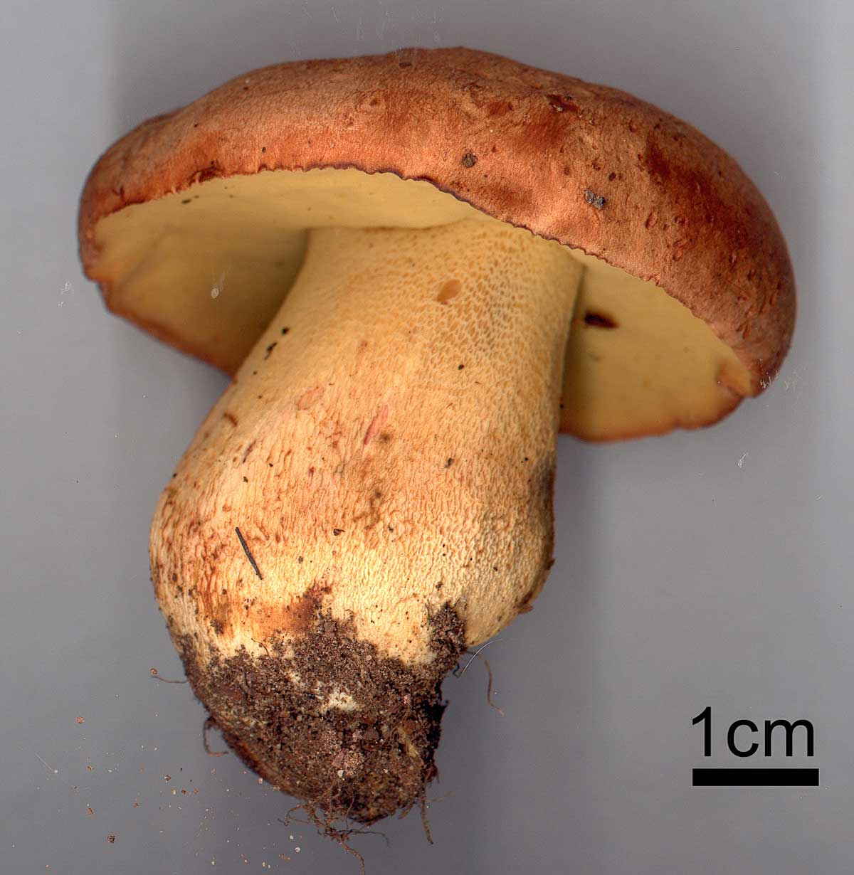 Bronssopp – Butyriboletus appendiculatus