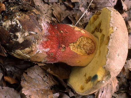 Bittersopp – Caloboletus calopus