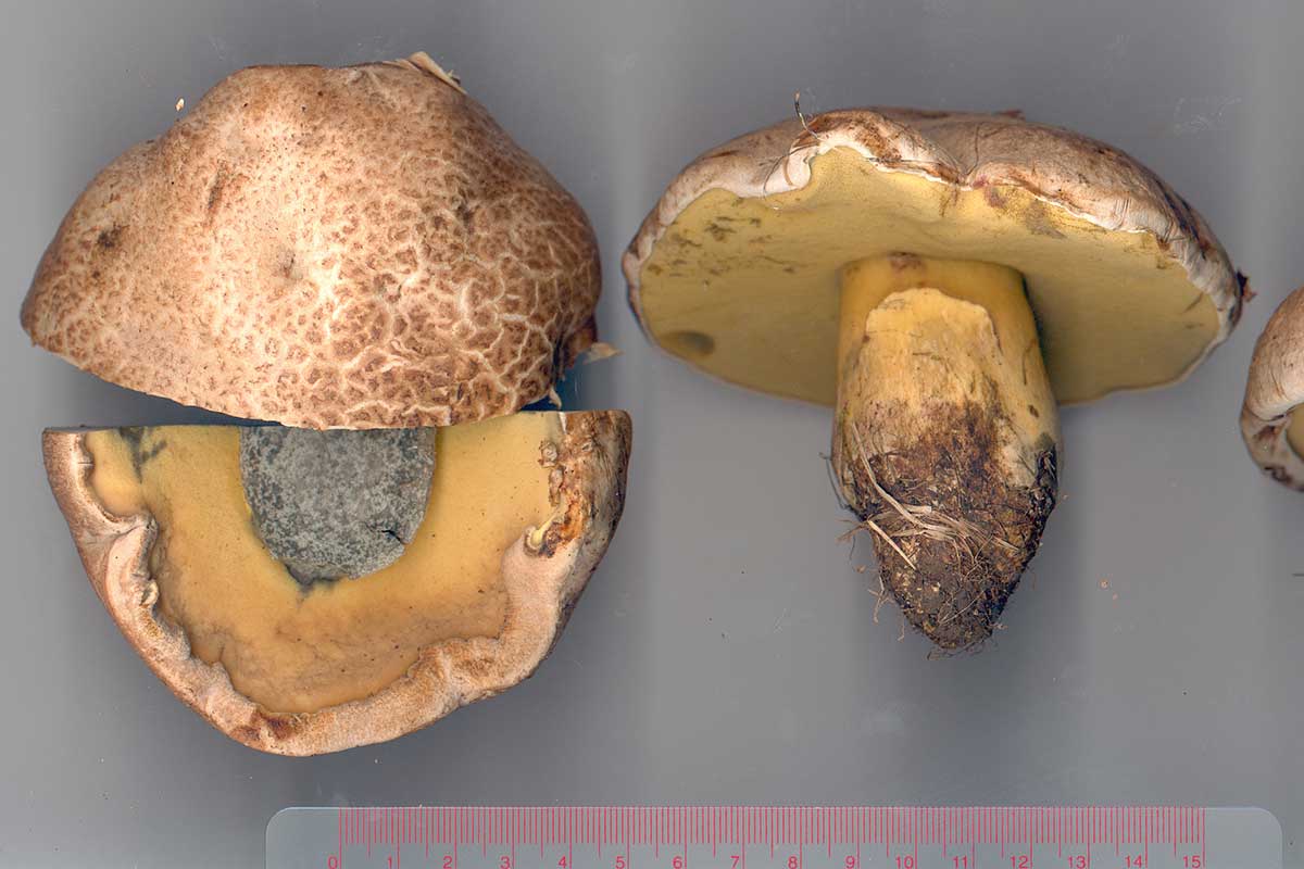Rotsopp – Caloboletus radicans