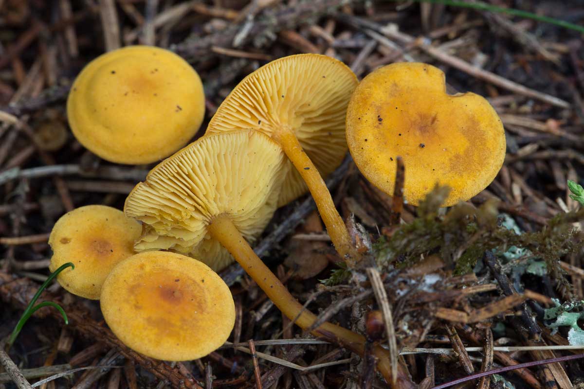 Gullmusseron – Rugosomyces chrysenteron
