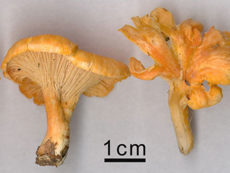 Orange kantarell – Cantharellus friesii