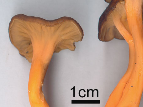 Rödgul trumpetsvamp – Craterellus lutescens