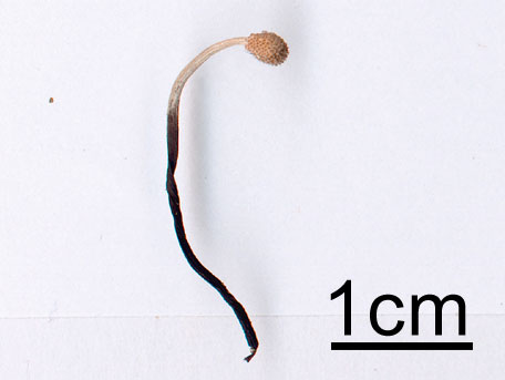 Grå larvklubba – Ophiocordyceps entomorrhiza