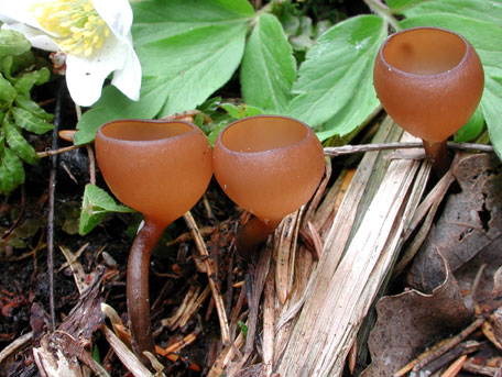 Sippskål – Dumontinia tuberosa