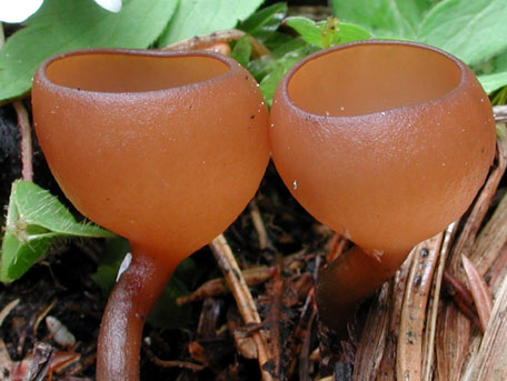 Sippskål – Dumontinia tuberosa