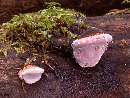 Rosenticka – Fomitopsis rosea