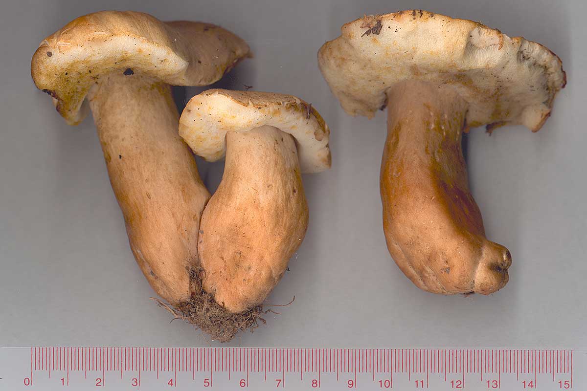 Kastanjesopp – Gyroporus castaneus