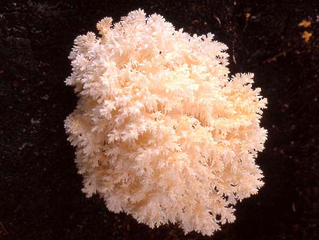 Koralltaggsvamp – Hericium coralloides