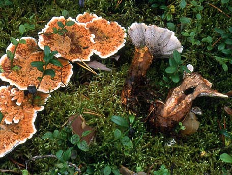 Orange taggsvamp – Hydnellum aurantiacum