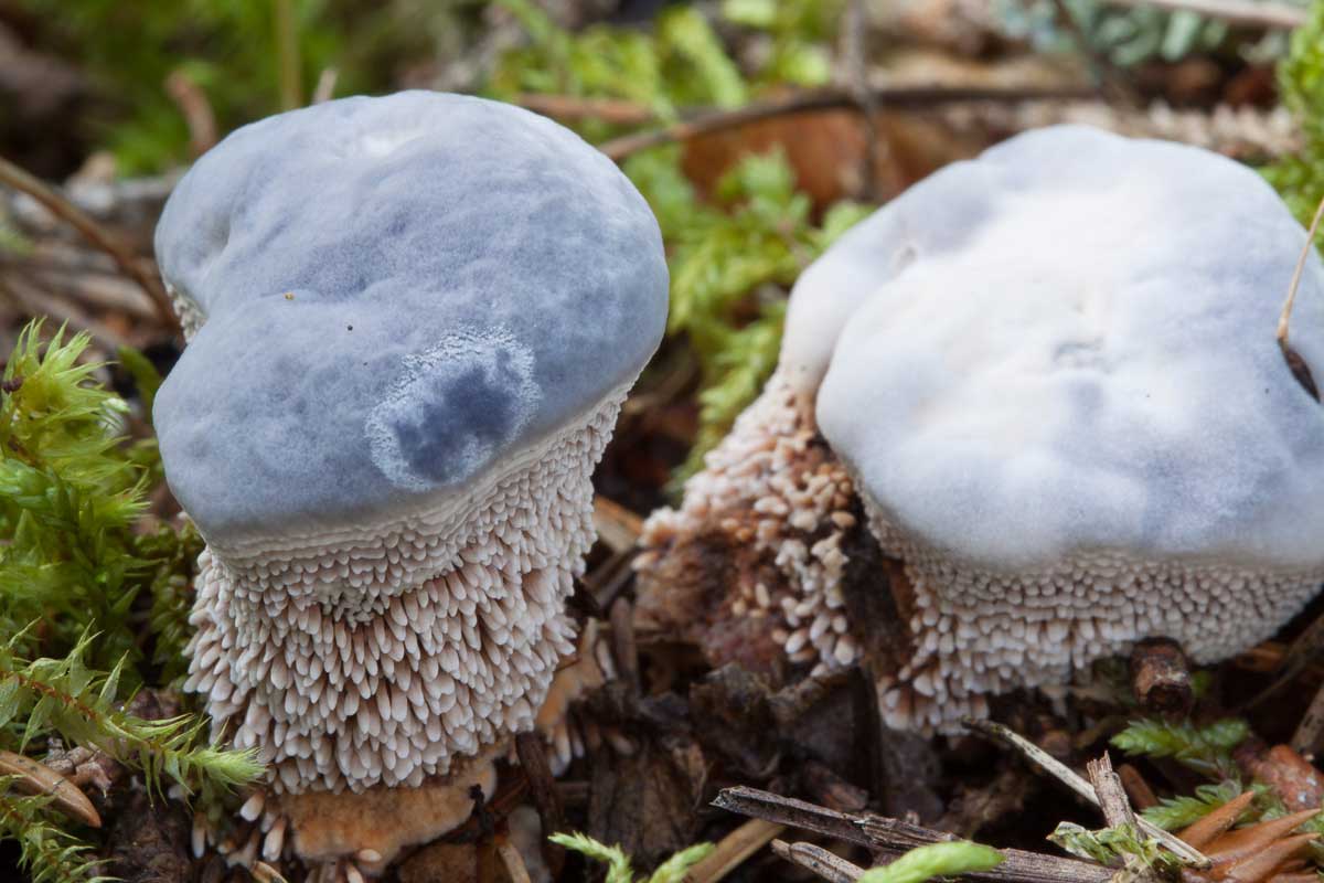 Blå taggsvamp – Hydnellum caeruleum