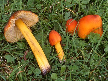 Toppvaxskivling – Hygrocybe conica