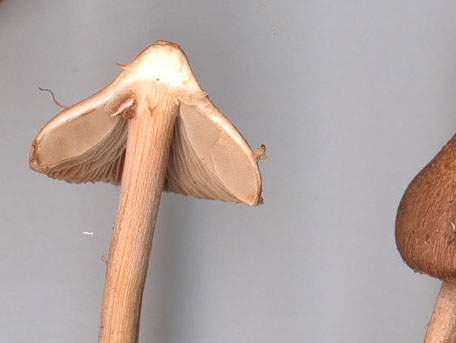 Mosstråding – Inocybe nitidiuscula