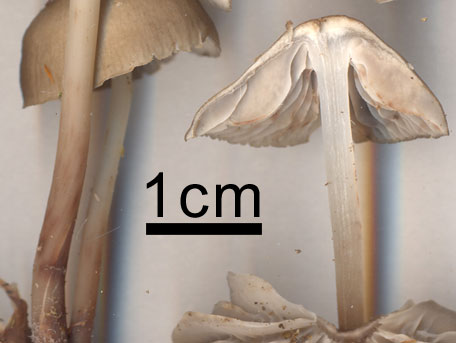  – Mycena maculata