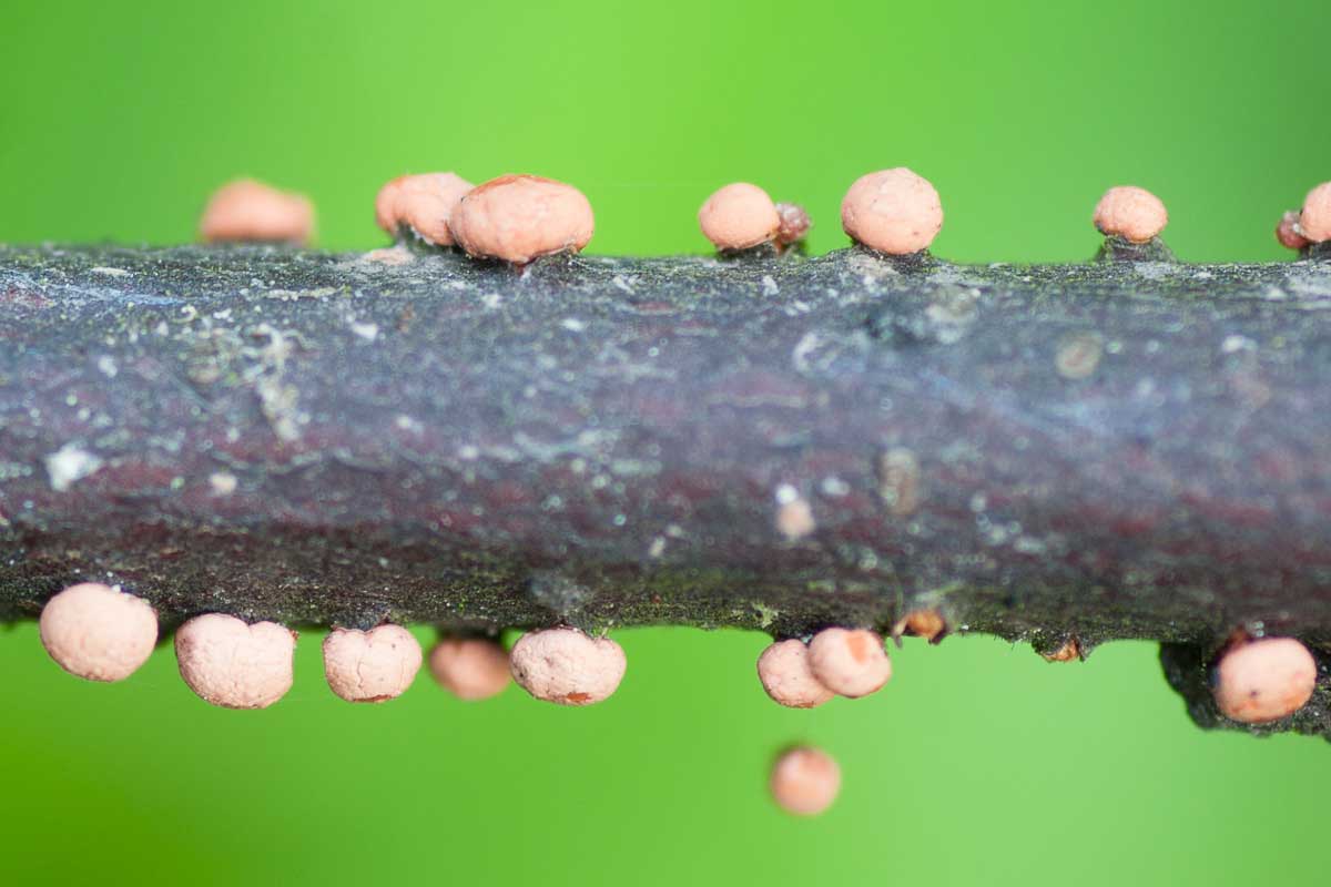Cinnobergömming – Nectria cinnabarina