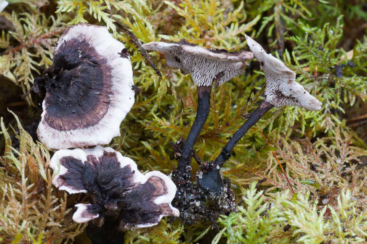 Svartvit taggsvamp – Phellodon connatus