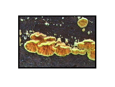 Gullgröppa – Pseudomerulius aureus
