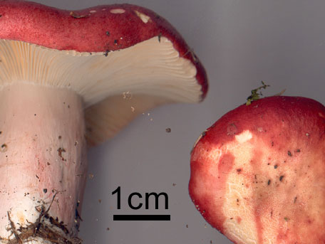 Blodkremla – Russula sanguinea