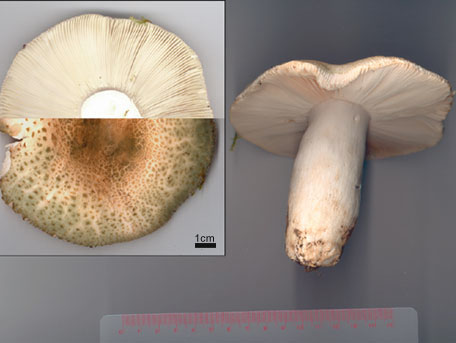 Rutkremla – Russula virescens