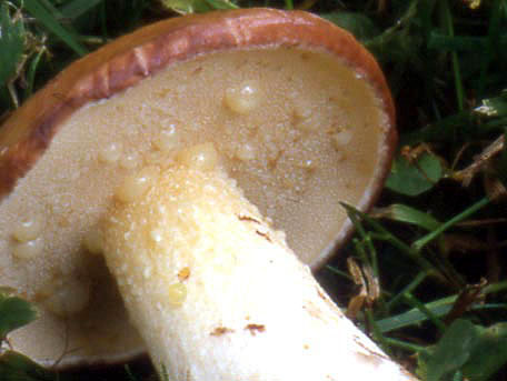 Grynsopp – Suillus granulatus