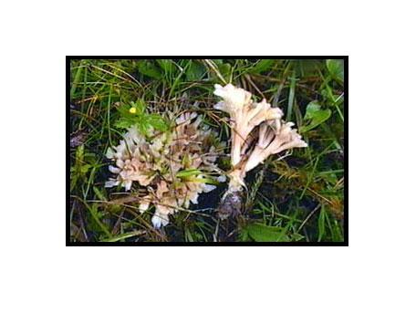 Skruvbusksvamp – Tremellodendropsis tuberosa