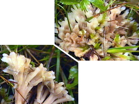 Skruvbusksvamp – Tremellodendropsis tuberosa