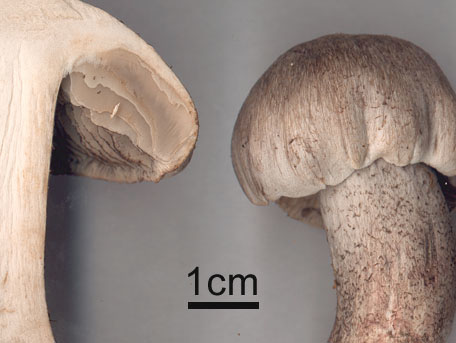 Fjällig gallmusseron – Tricholoma bresadolanum