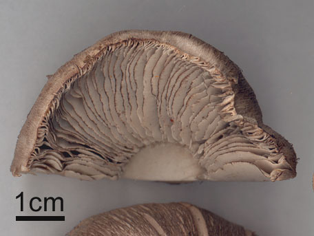 Fjällig gallmusseron – Tricholoma bresadolanum