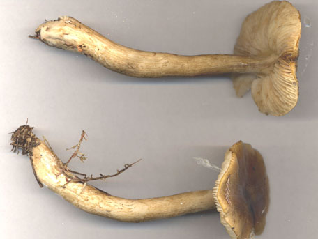 Rökmusseron – Tricholoma fucatum