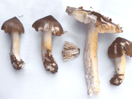 Blek streckmusseron – Tricholoma guldeniae