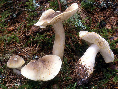 Såpmusseron – Tricholoma saponaceum