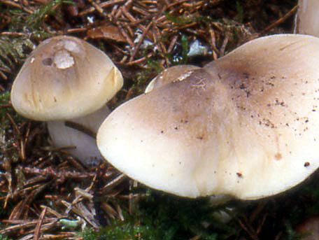 Såpmusseron – Tricholoma saponaceum
