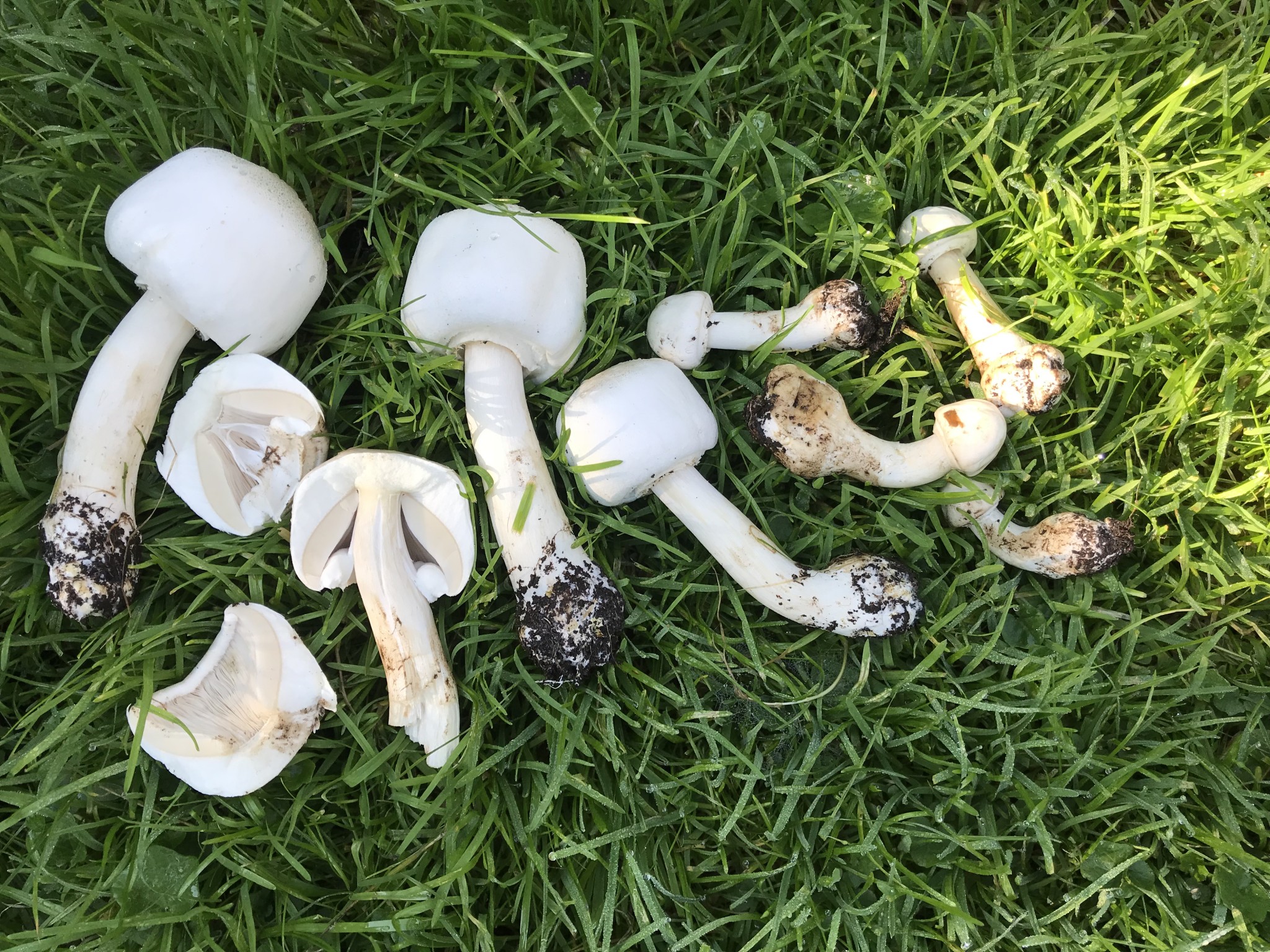 Databasen Tog affældige Forum – Vad är det för svamp i vår trädgård?