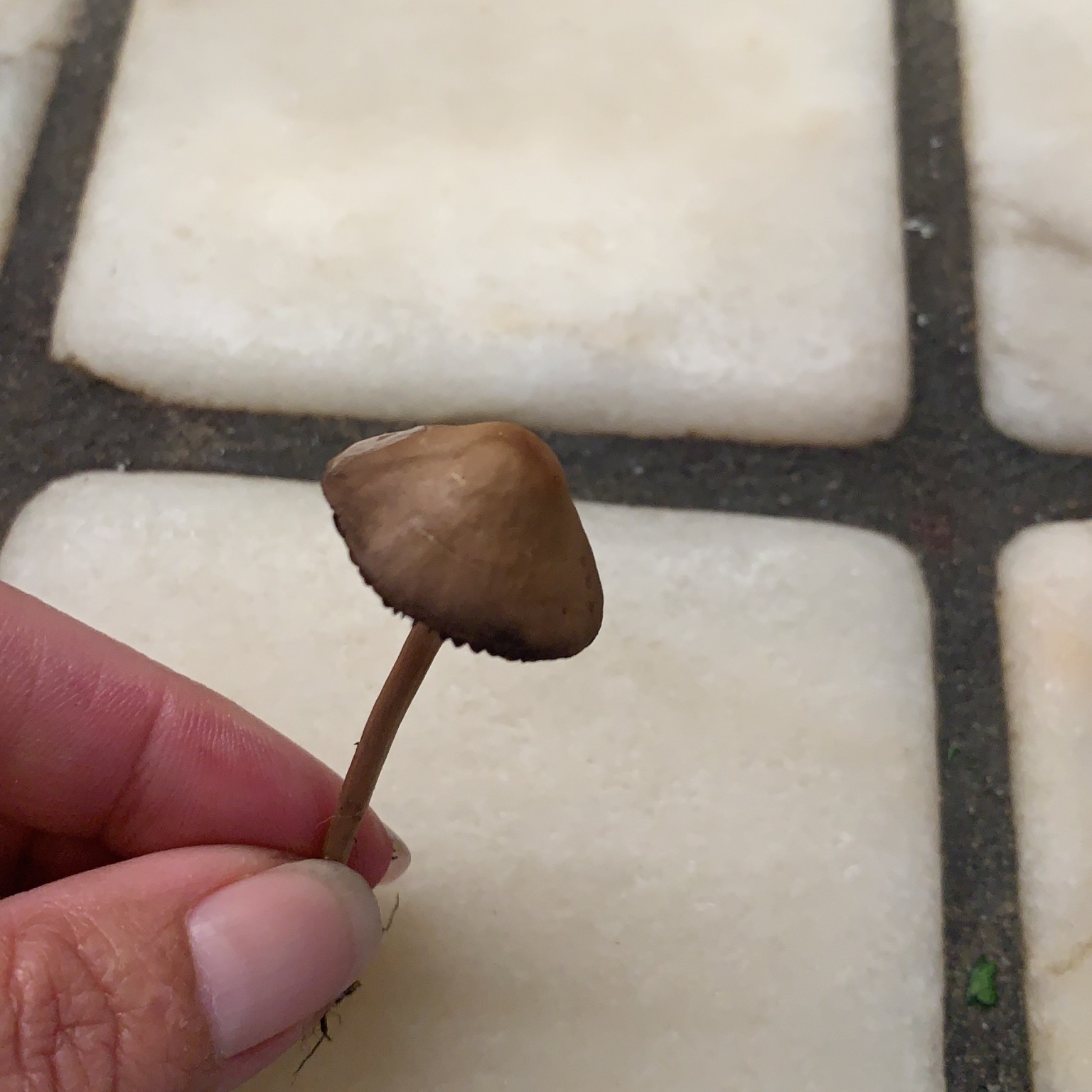 Umeki Besætte smal Forum – Vad är det för svamp?