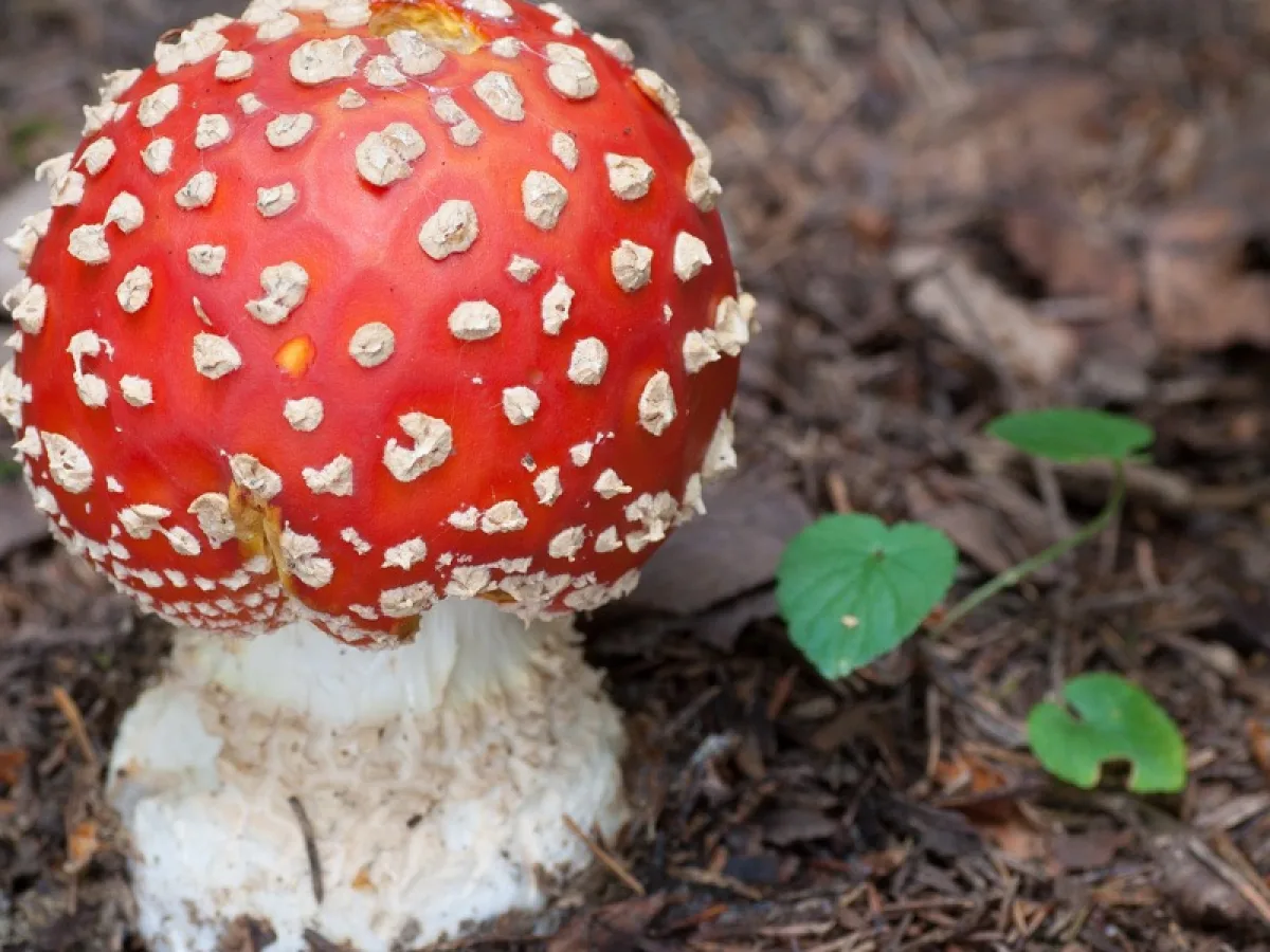 Fly Agaric aggregate