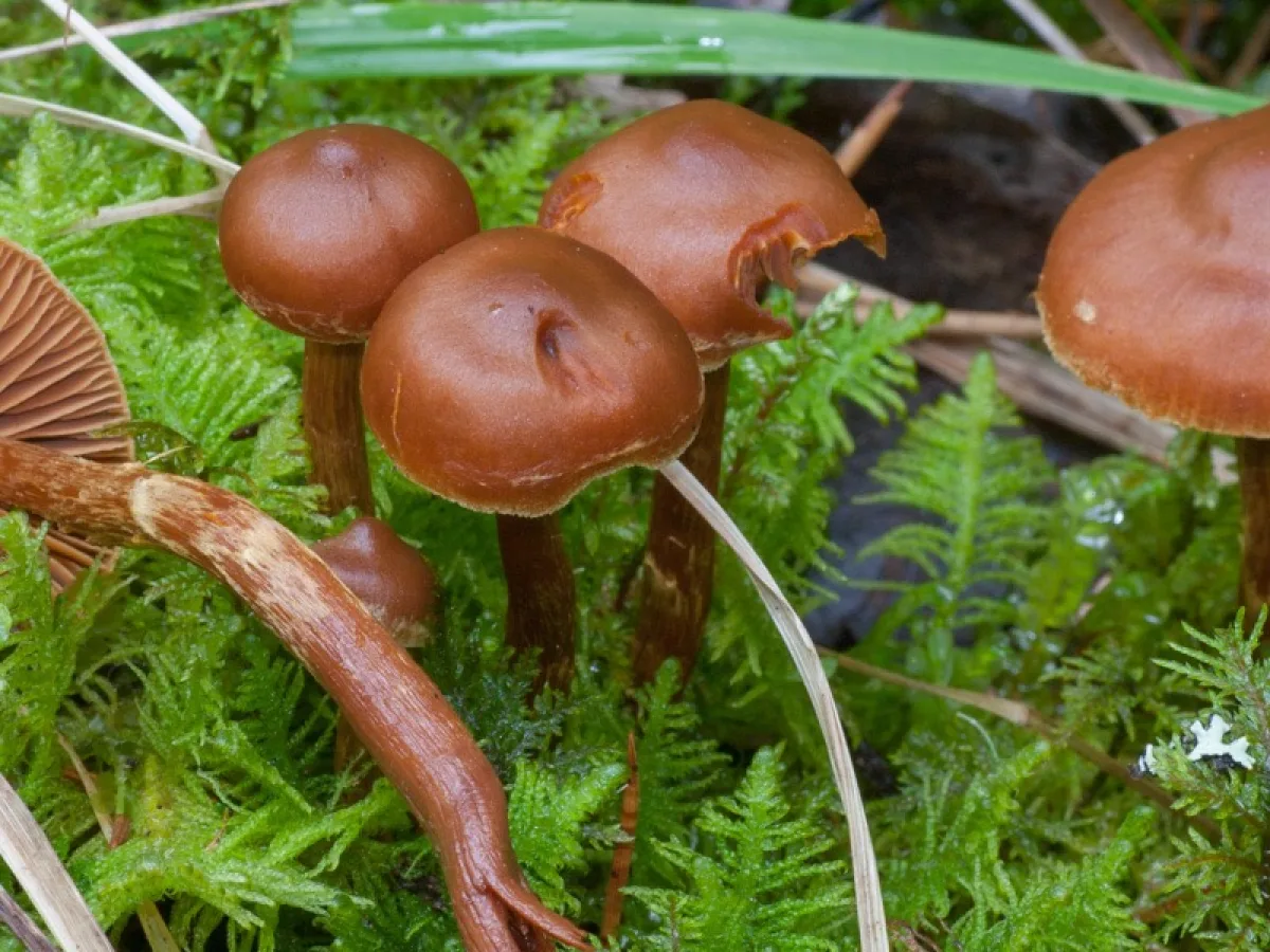 Conifer Webcap