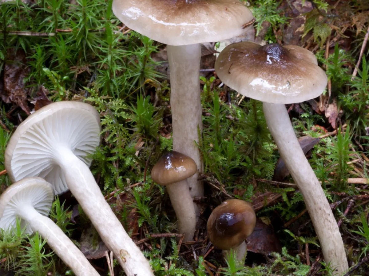 Glutinous Woodwax