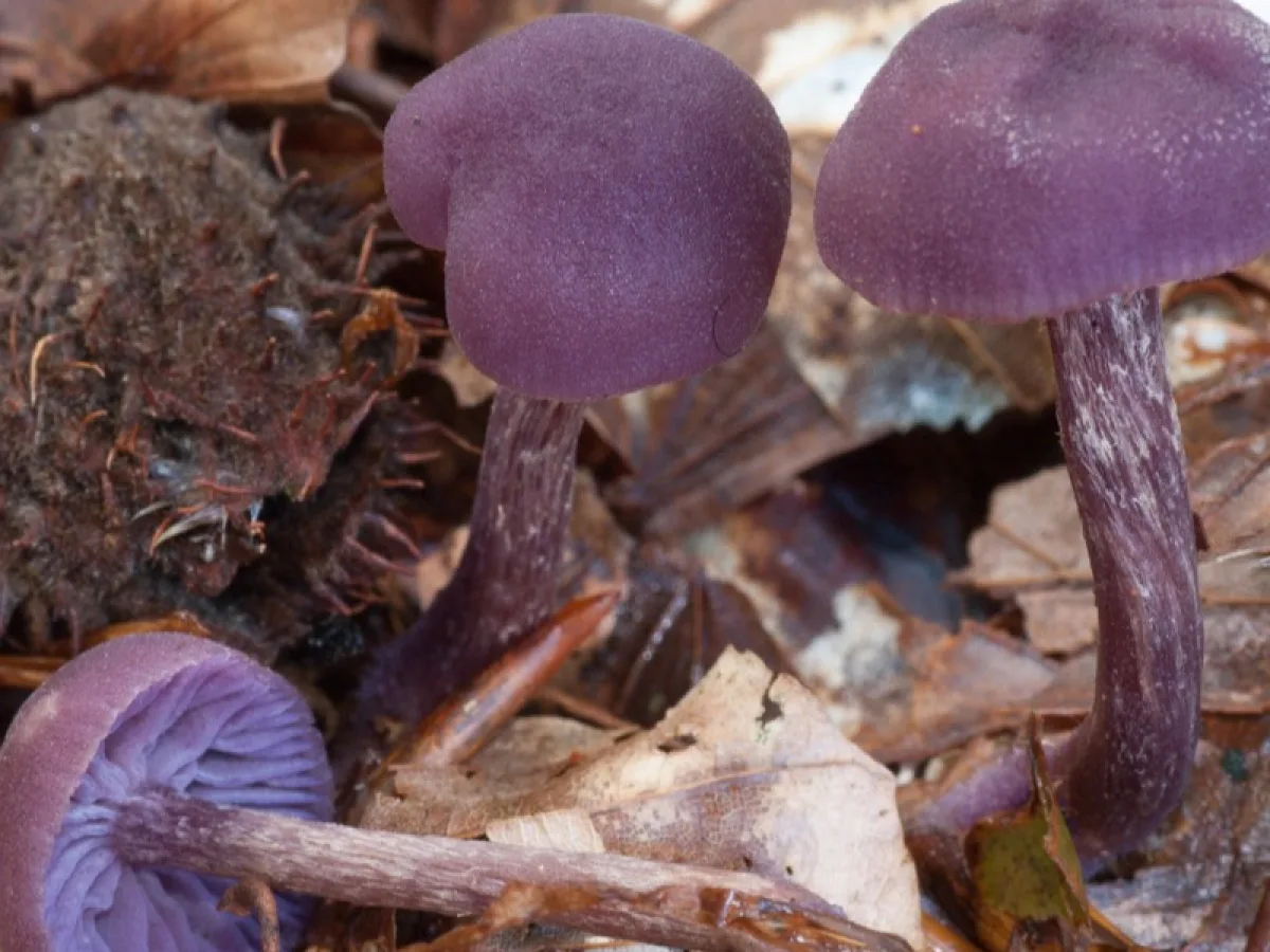 Amethyst Deceiver