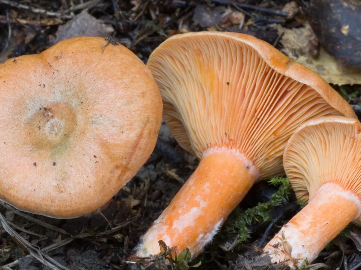 False Saffron Milkcap