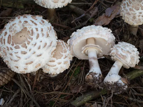 rodnande fjällskivling