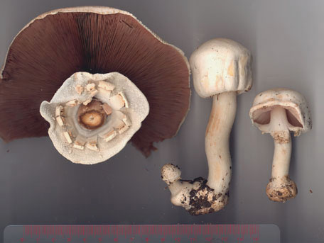Giftchampinjon – Agaricus xanthoderma