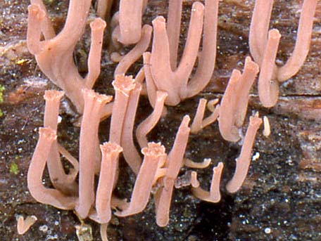 Liten kandelabersvamp – Artomyces cristatus