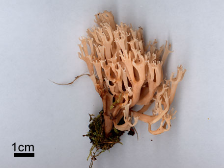 Kandelabersvamp – Artomyces pyxidatus