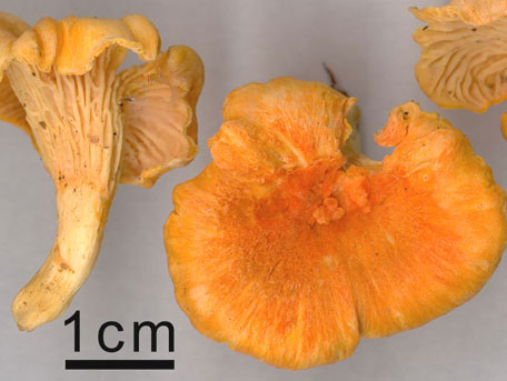 Orange kantarell – Cantharellus friesii