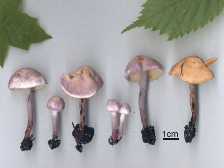Violettfotad puderskivling – Cystolepiota bucknallii