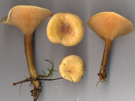 Narrkantarell – Hygrophoropsis aurantiaca
